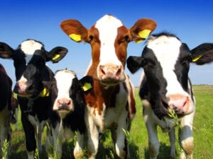 bigstock-Calves-on-the-field-27083909