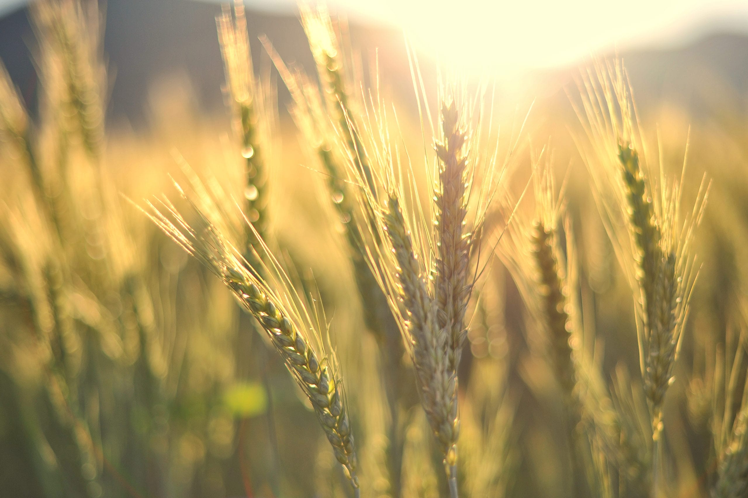 Sunset over wheat field