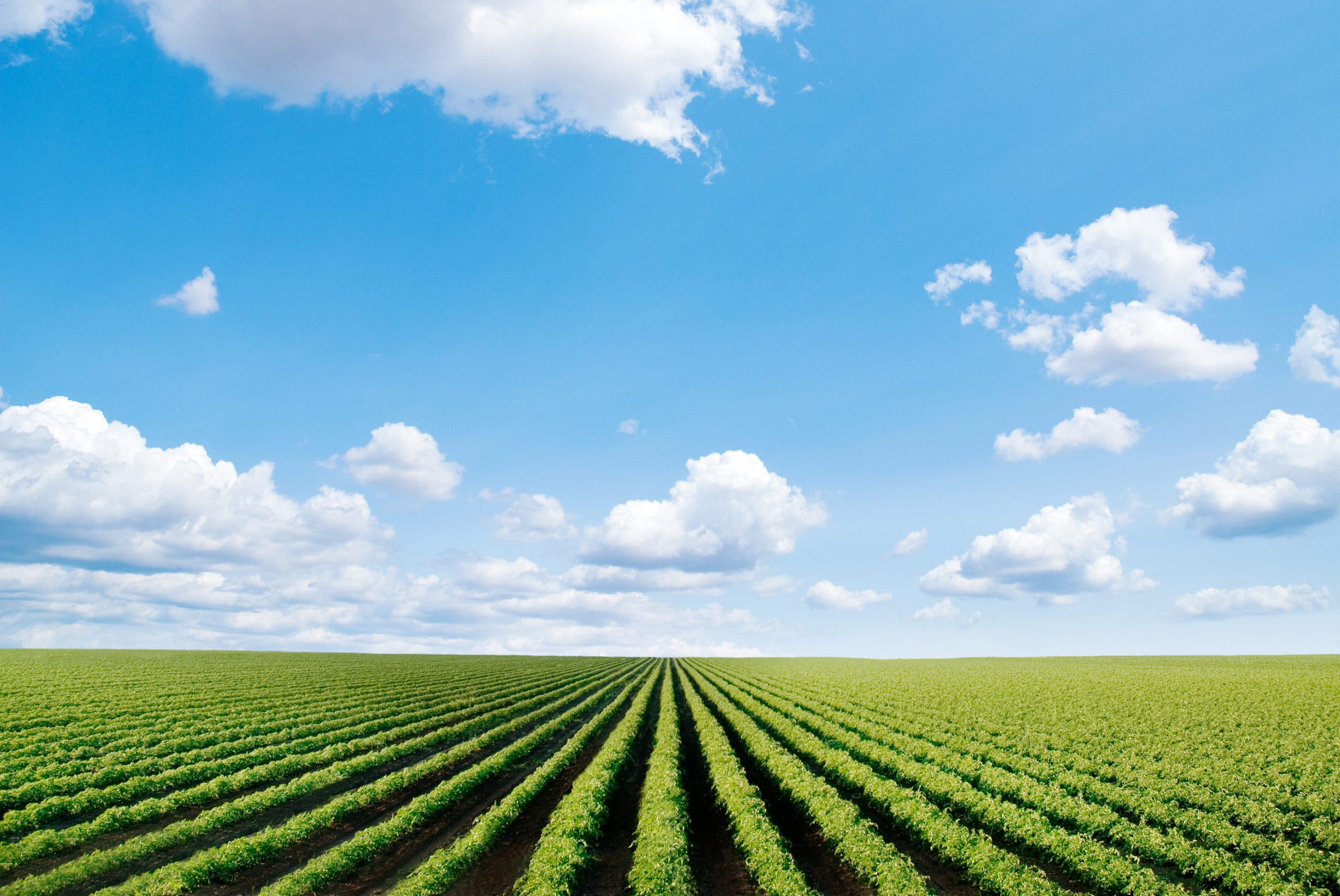 cultivated field