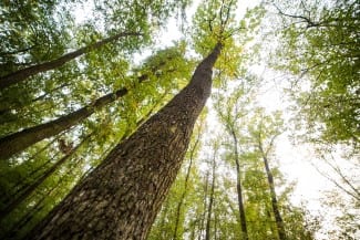 Investments in Forest Industry Transformation Canadian Government Funding