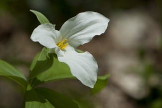 An Ontario Trillium - Ontario Together Fund (OTF)