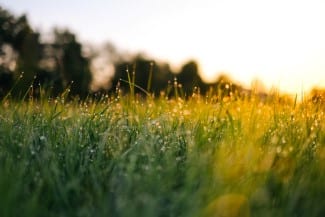 grass in canada reserve