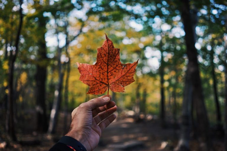 canadian flag nature