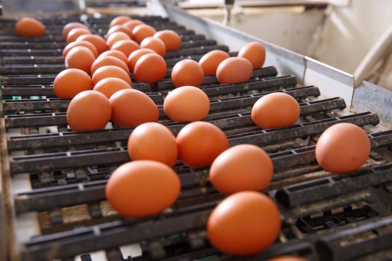 Fresh and raw chicken eggs on a conveyor belt being moved to the packing house. Consumerism egg production automated business organic farming concept.