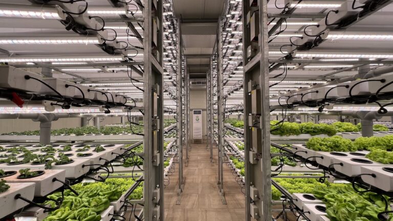 Lettuce Production in a Greenhouse 