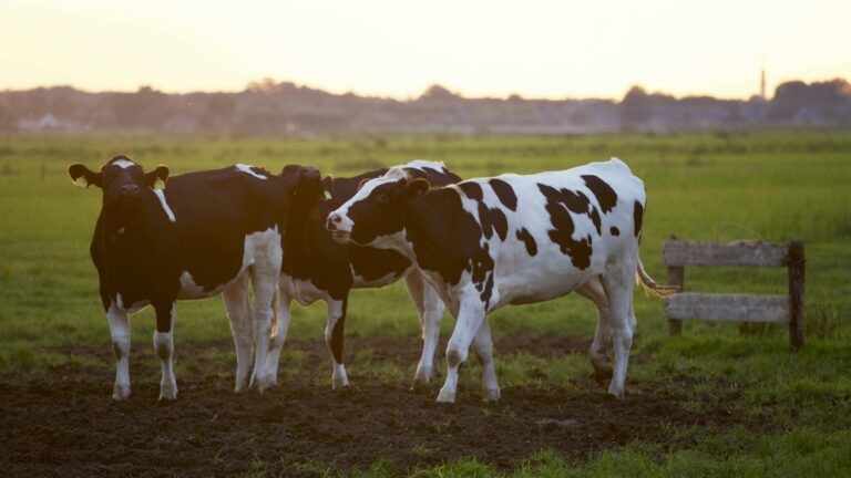 Three Black-and-white Cows