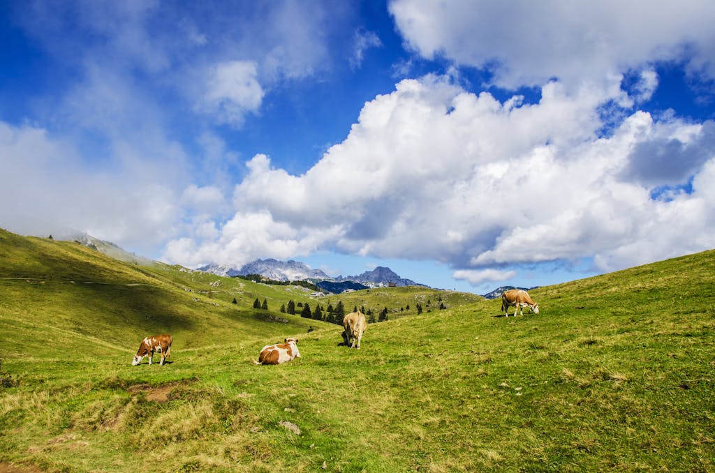 Four Sheeps on Grass