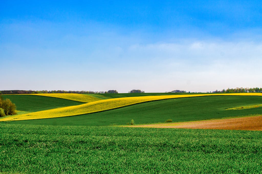 Green Field