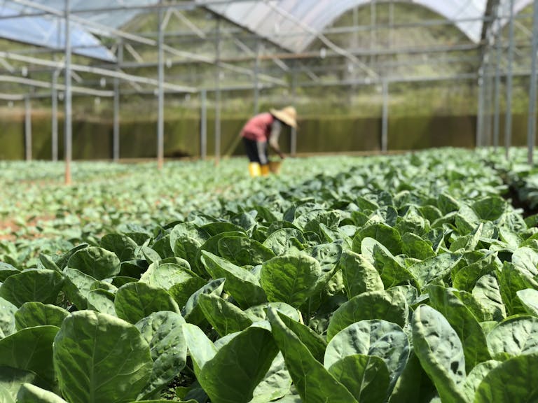 Selective Focus Photography of Green Vegetables